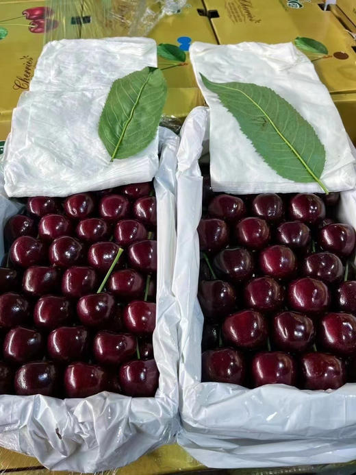 【小星星美早樱桃】小苹果般的大小，脆甜多汁，炒鸡过瘾 商品图9