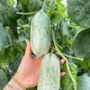[最农公社]山东博洋72号高甜羊角蜜脆甜多汁现摘现发 商品缩略图8