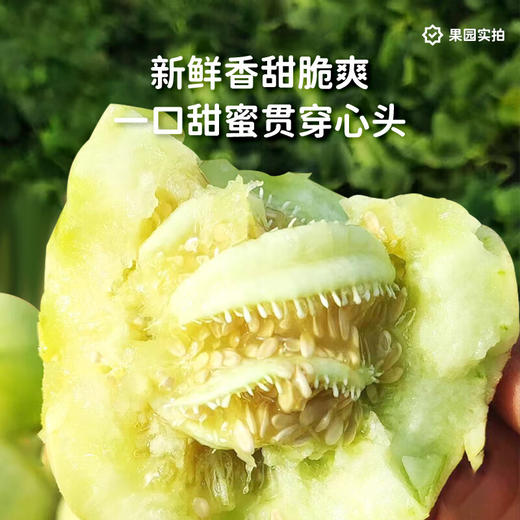马连庄甜瓜礼盒4斤装【分仓直发，72小时发货，周末节假日不发货】 商品图2