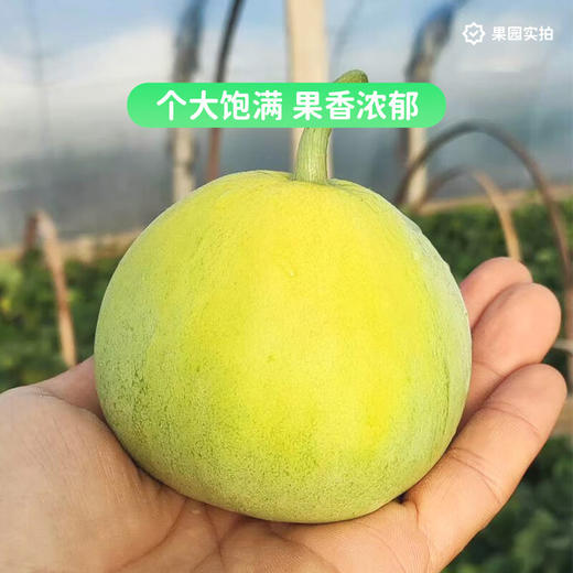马连庄甜瓜礼盒4斤装【分仓直发，72小时发货，周末节假日不发货】 商品图6