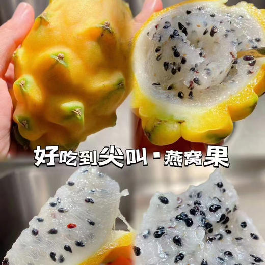 【物以稀为贵高端稀缺麒麟燕窝果】营养丰富，土豪金水果，滋补养生特效，送礼也是很抢手的 商品图4