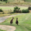 考拉奔高尔夫球场 Kooralbyn Valley Golf Course |  黄金海岸高尔夫球场 | 澳大利亚高尔夫球场俱乐部 商品缩略图6