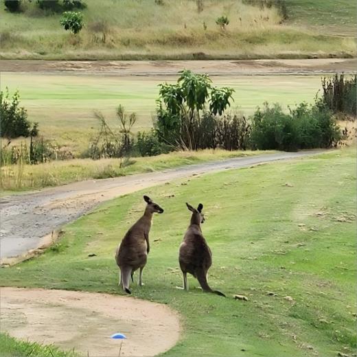考拉奔高尔夫球场 Kooralbyn Valley Golf Course |  黄金海岸高尔夫球场 | 澳大利亚高尔夫球场俱乐部 商品图6