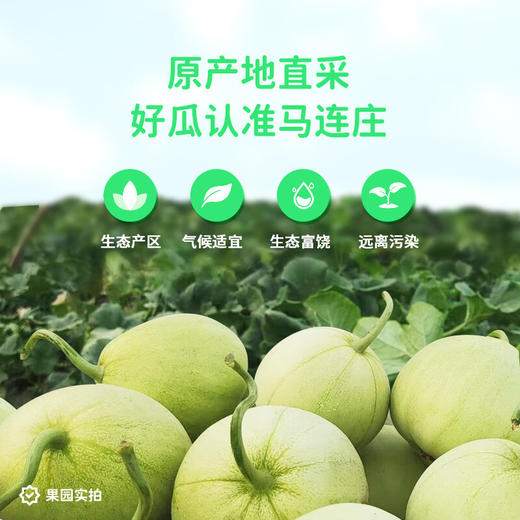 马连庄甜瓜礼盒4斤装【分仓直发，72小时发货，周末节假日不发货】 商品图4