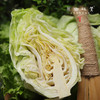 生态牛心甘蓝|卷心菜|包菜|莲花白（农场直发-顺丰包邮） | 3-4斤装，成都郫都区基地，【原乡农场，自产自销】 商品缩略图4