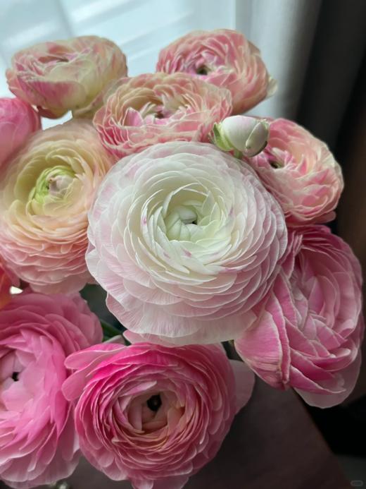 精品网红款瓷洋牡丹鲜切花1扎全国速递 商品图2