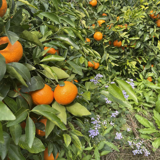 广西无核沃柑-家庭装/l礼盒装  包邮到家【水果】ZB 商品图2