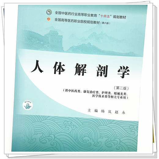人体解剖学（第二版）杨岚 赵永 主编 全国中医药行业高等职业教育十四五规划教材 中国中医药出版社 商品图3