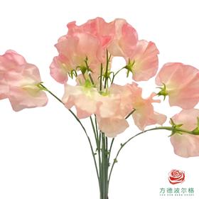 进口豌豆花 香槟色