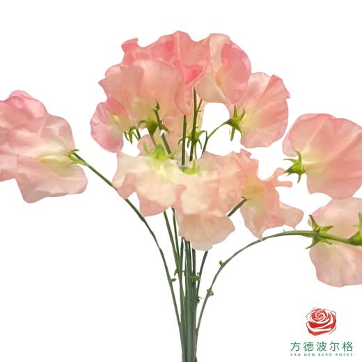 进口豌豆花 香槟色 商品图0