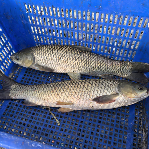 东升农场自养鲩鱼 蔬菜喂养 肉质瘦身紧致清甜  鲜活发货 商品图2