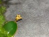 【御珠宫坊】金镶碧玉吊坠 商品缩略图2