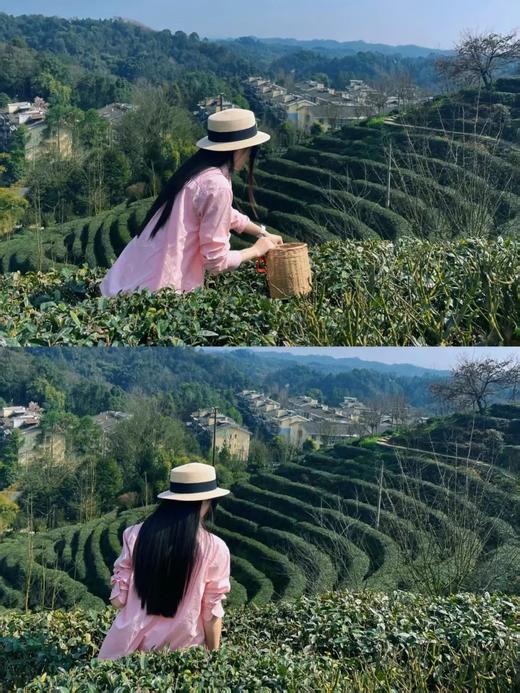 2026春茶采摘【都江堰·茶溪谷】踏春采茶39.8元/人~采茶制茶套票超值享，体验茶文化，学习制茶的过程和工序，劳动成果可带回家哦！ 商品图10