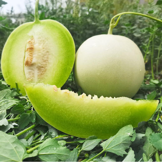 海南 蜜瓜冰激凌玉菇甜瓜 新鲜应季水果 头茬小香瓜 商品图0