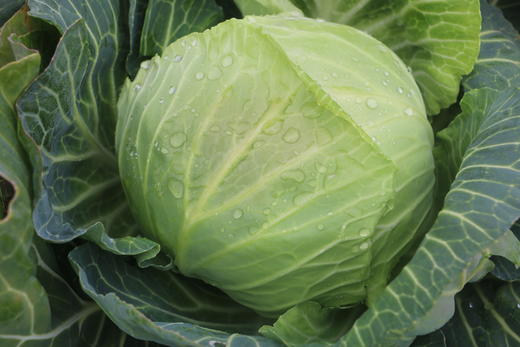 星辉时令蔬菜礼盒 商品图5