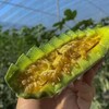 [最农公社]山东博洋72号高甜羊角蜜脆甜多汁现摘现发 商品缩略图6
