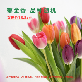 【女神价】郁金香随机品种1扎（A1/A2长度随机）