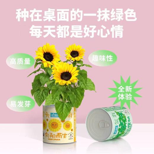 有机联盟植物 商品图1