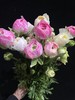 精品网红款瓷洋牡丹鲜切花1扎全国速递 商品缩略图5