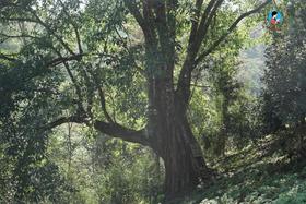  2025茶山日记5｜倚邦最好喝的茶在哪里？ 