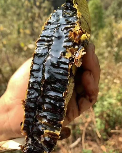 黑金宝藏【云南黑蜂蜜】蜂蜜界的 “大熊猫”黑蜂酿造 坚持传统古法 让蜂蜜自然成熟 花香扑鼻 醇厚丝滑 商品图2