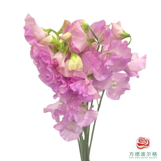 豌豆花 粉色 商品图0