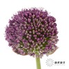 配花 | 天使大葱花 商品缩略图3