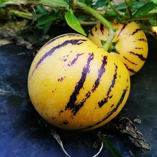 【石林树上熟人参果】糖水小炮弹 清甜多汁 肉质细腻 皮薄肉厚 入口爆汁 5种规格任选 商品图1