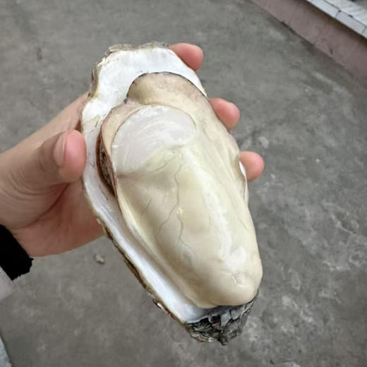 蚝丫丫金标生蚝3斤/箱 商品图1