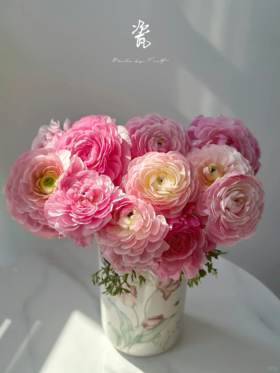 精品网红款瓷洋牡丹鲜切花1扎全国速递