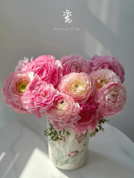 精品网红款瓷洋牡丹鲜切花1扎全国速递 商品图0
