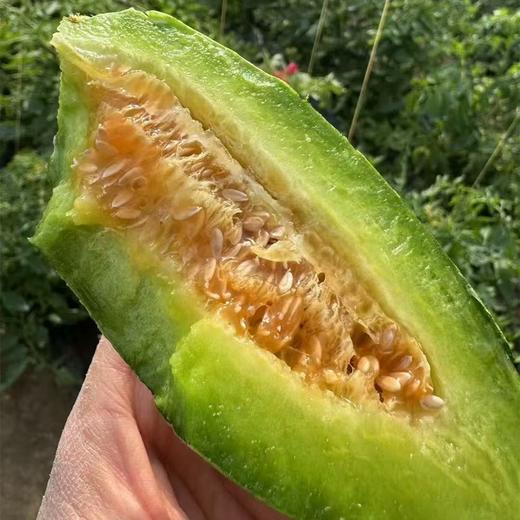 [最农公社]山东博洋72号高甜羊角蜜脆甜多汁现摘现发 商品图0