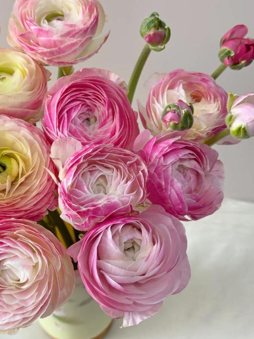 精品网红款瓷洋牡丹鲜切花1扎全国速递 商品图3