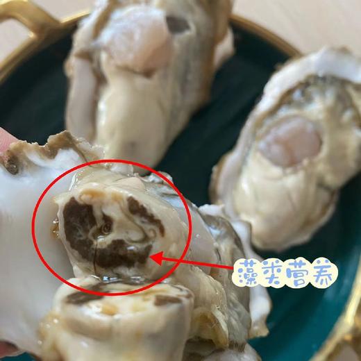 【乳山生蚝三倍体】北纬37度纯净海域，乳山生蚝肥美口味鲜甜，个头大、肉质饱满、入口爽滑、汁液鲜美 商品图2