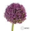 配花 | 天使大葱花 商品缩略图0