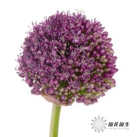 配花 | 天使大葱花