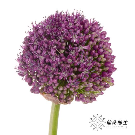 配花 | 天使大葱花 商品图0