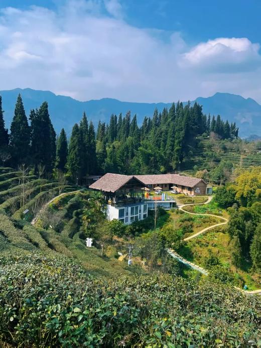 2026春茶采摘【都江堰·茶溪谷】踏春采茶39.8元/人~采茶制茶套票超值享，体验茶文化，学习制茶的过程和工序，劳动成果可带回家哦！ 商品图4