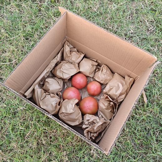 生态西红柿（沙瓤，包邮） | 绿家自产*Eco-tomato | In-House Production 商品图5