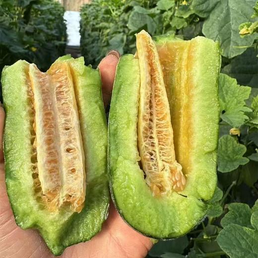 [最农公社]山东博洋72号高甜羊角蜜脆甜多汁现摘现发 商品图2