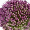 配花 | 天使大葱花 商品缩略图1