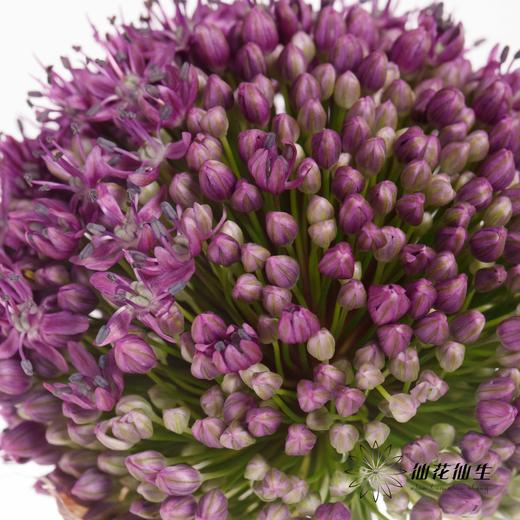配花 | 天使大葱花 商品图1
