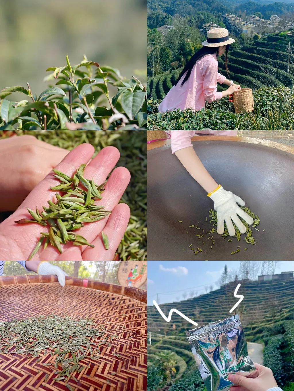 2026春茶采摘【都江堰·茶溪谷】踏春采茶39.8元/人~采茶制茶套票超值享，体验茶文化，学习制茶的过程和工序，劳动成果可带回家哦！