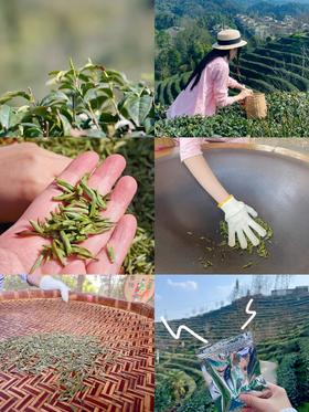 2026春茶采摘【都江堰·茶溪谷】踏春采茶39.8元/人~采茶制茶套票超值享，体验茶文化，学习制茶的过程和工序，劳动成果可带回家哦！