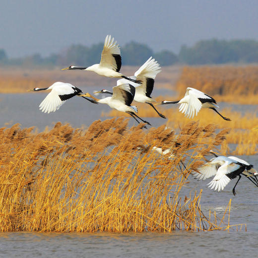 【东营特产】鸟语稻香2.5kg粥米 商品图2