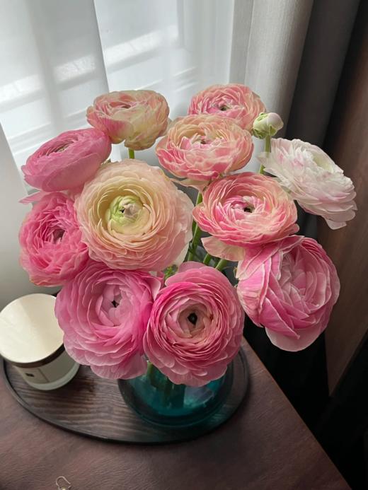 精品网红款瓷洋牡丹鲜切花1扎全国速递 商品图1