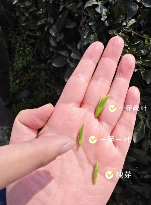 2026春茶采摘【都江堰·茶溪谷】踏春采茶39.8元/人~采茶制茶套票超值享，体验茶文化，学习制茶的过程和工序，劳动成果可带回家哦！ 商品图3