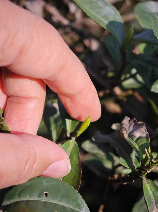 2026春茶采摘【都江堰·茶溪谷】踏春采茶39.8元/人~采茶制茶套票超值享，体验茶文化，学习制茶的过程和工序，劳动成果可带回家哦！ 商品图6