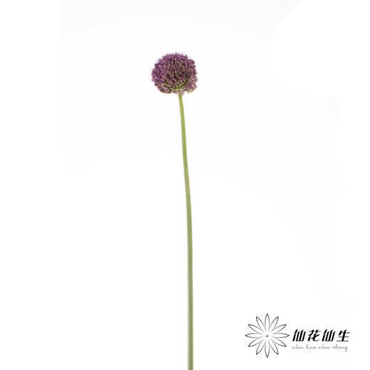 配花 | 天使大葱花 商品图2