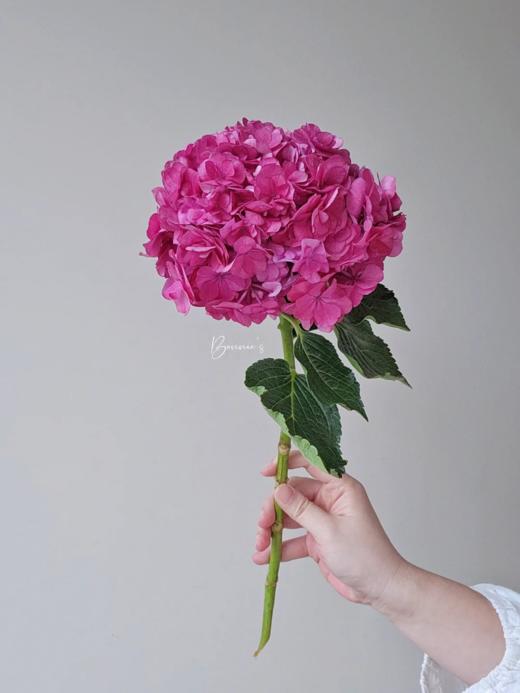 国产重瓣绣球花蜜糖1枝 商品图1